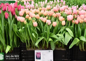 Tulipa Pink Magic ® (1)